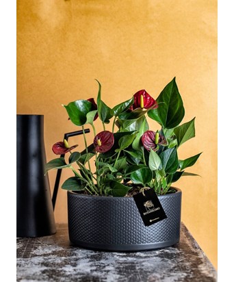 Anthurium Red Aranjmanı Bowl Saksıda